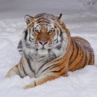 Majestic tiger resting in snowy forest with orange and black stripes