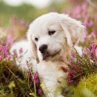 Brown and White Fluffy Dogs with Beads in Blooming Garden