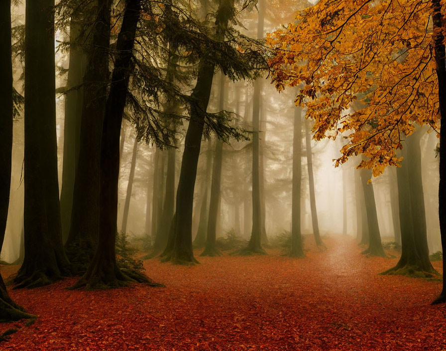 Misty forest with tall trees and golden leaves among red carpet