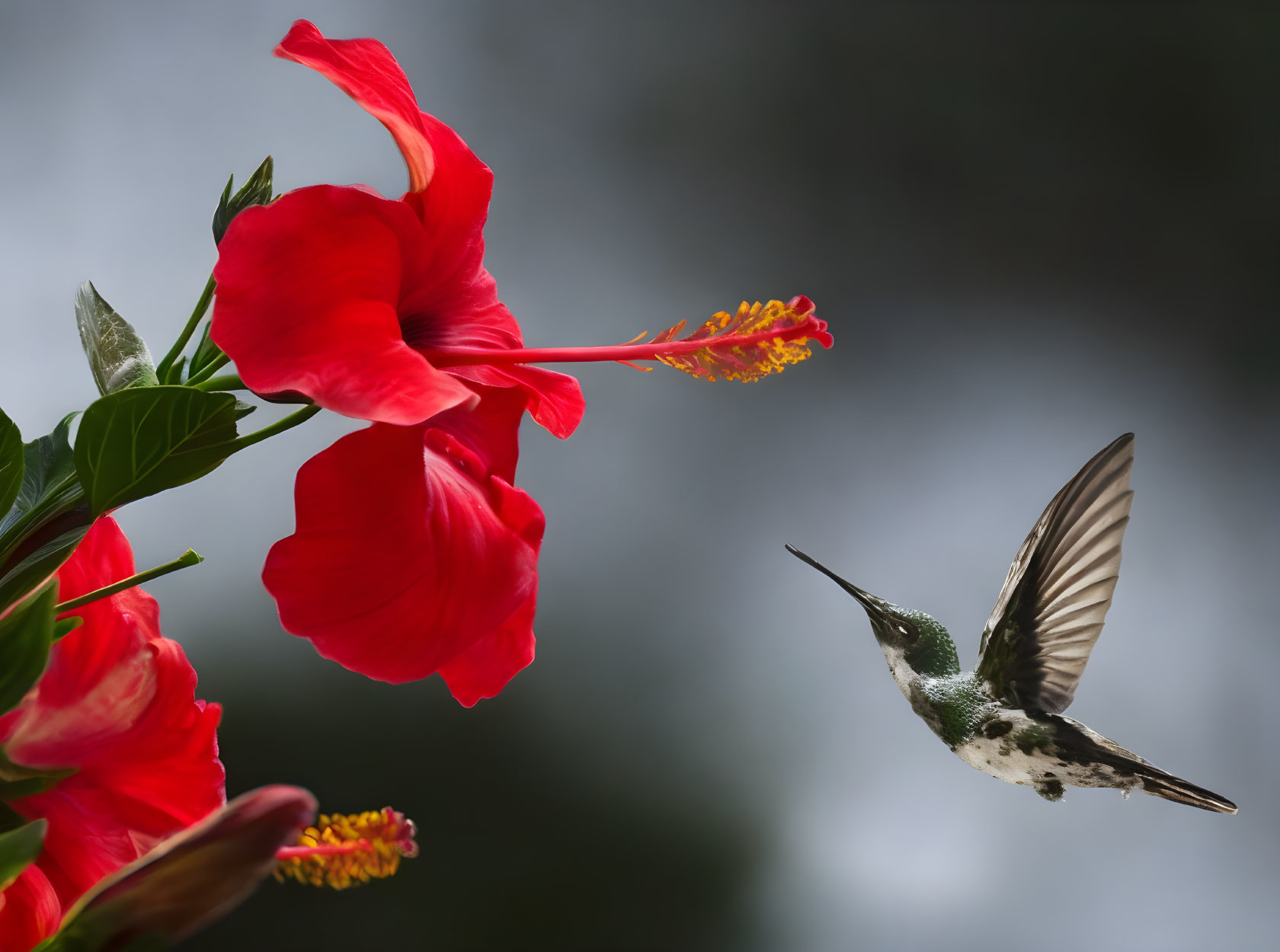 Hovering hummingbird near vibrant red hibiscus flowers on gray background