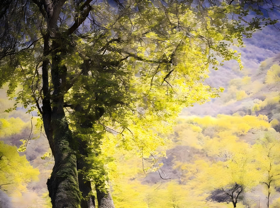 Vibrant forest with lush green canopies and tree trunk in the sunlight