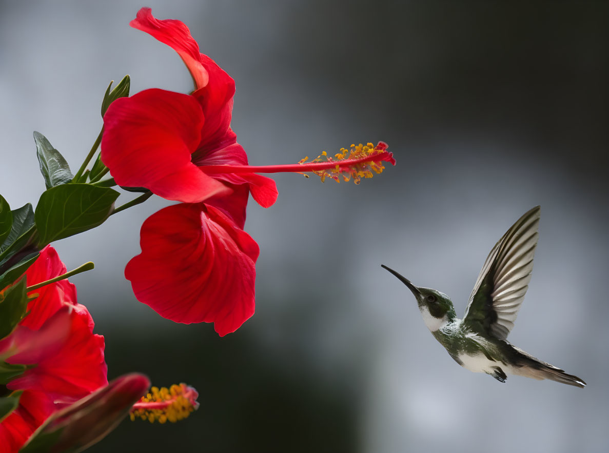 Colorful hummingbird near red hibiscus flower in flight.