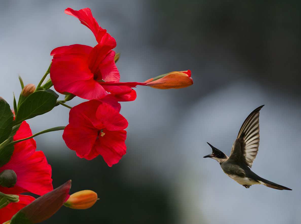 Hummingbird hovering near vibrant red flowers in flight