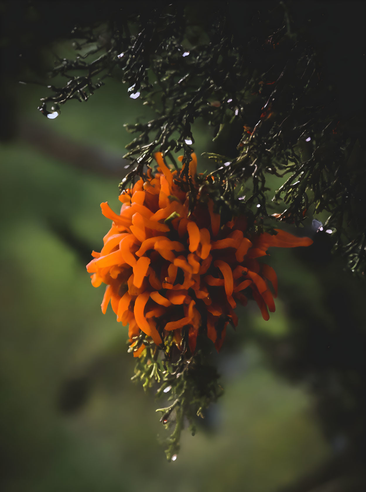 Orange flowers on dark green branch with water droplets against soft background