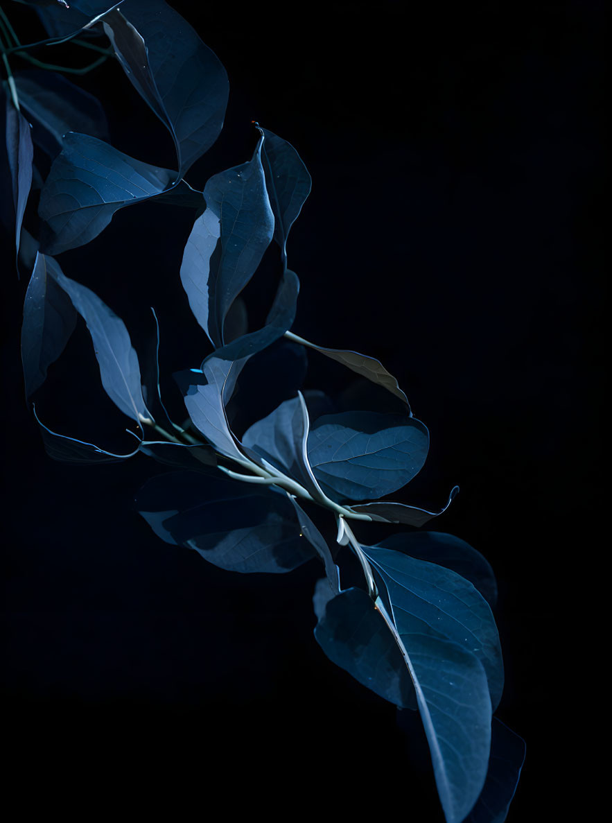 Tranquil blue-toned leaves on dark background: Serene nature image