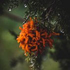 Vibrant orange coral-shaped fungus on green tree branch