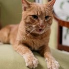 Orange Tabby Cat Resting on Green Cushioned Chair