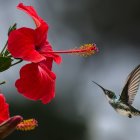 Hummingbird hovering near vibrant red flowers in flight