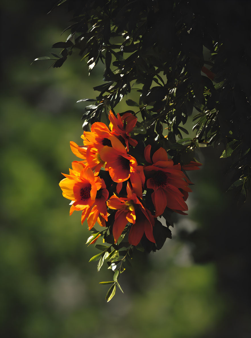 Vibrant orange flowers in sunlight against dark leafy backdrop