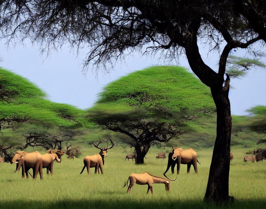 Elephants and antelopes grazing under lush acacia trees in serene savanna