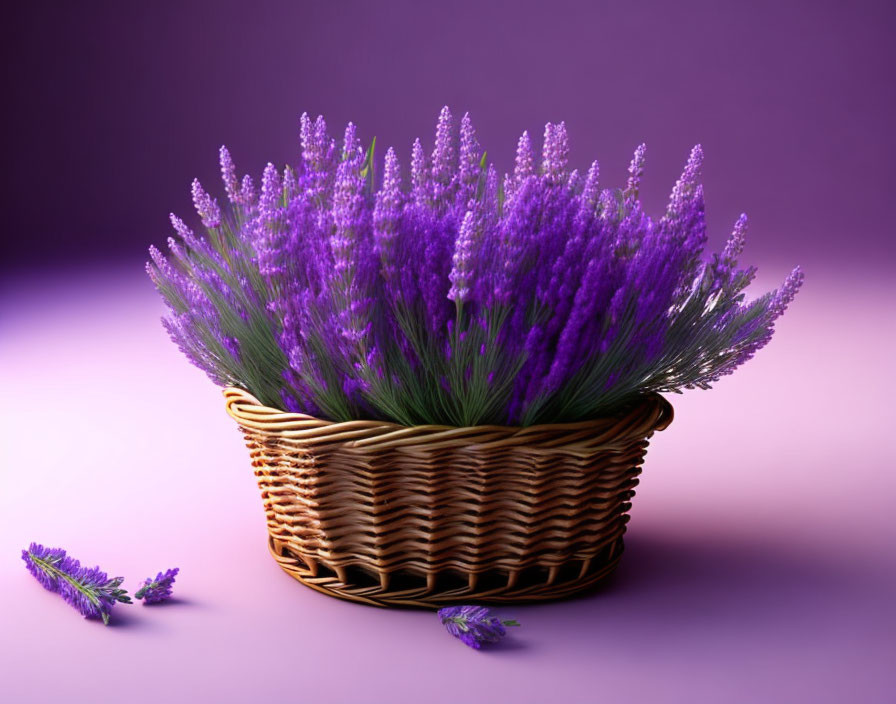 Purple Lavender Blooms in Wicker Basket on Background