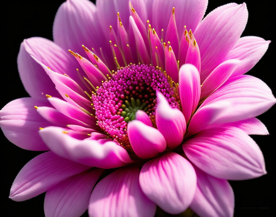 Detailed Pink Flower with Magenta Center on Black Background