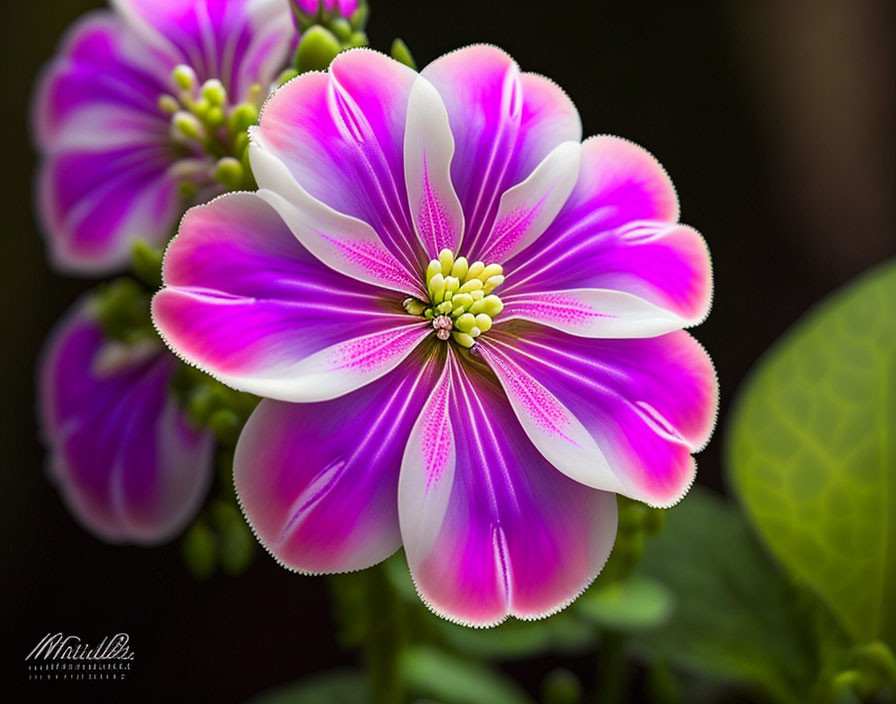 Pink and White Flower with Patterned Center on Blurred Green Background