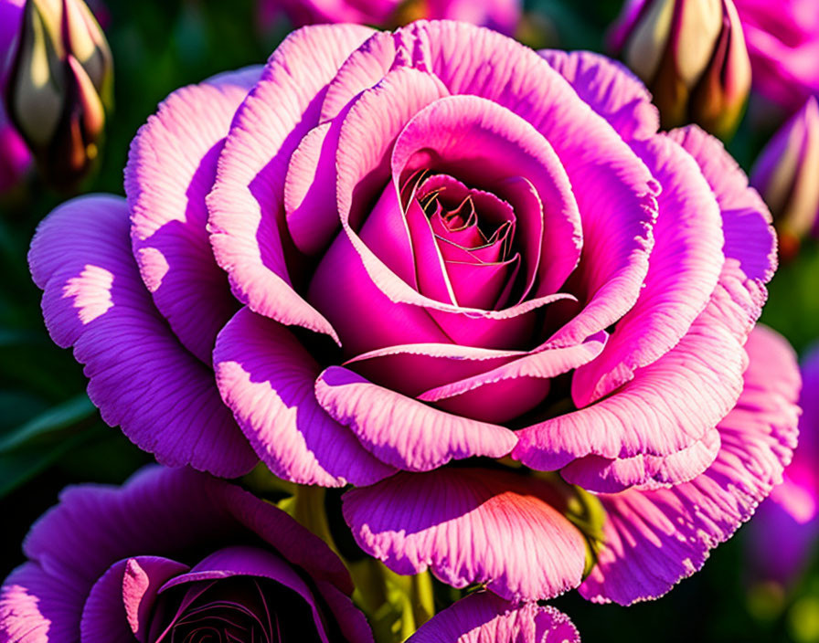 Vibrant purple rose with layered petals in full bloom among buds on dark green foliage