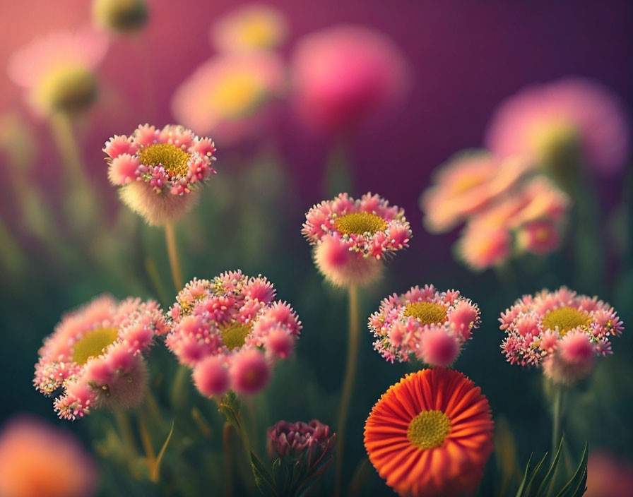 Pink blooming flowers with dew drops on purple background under warm sunlight, featuring one focused orange flower