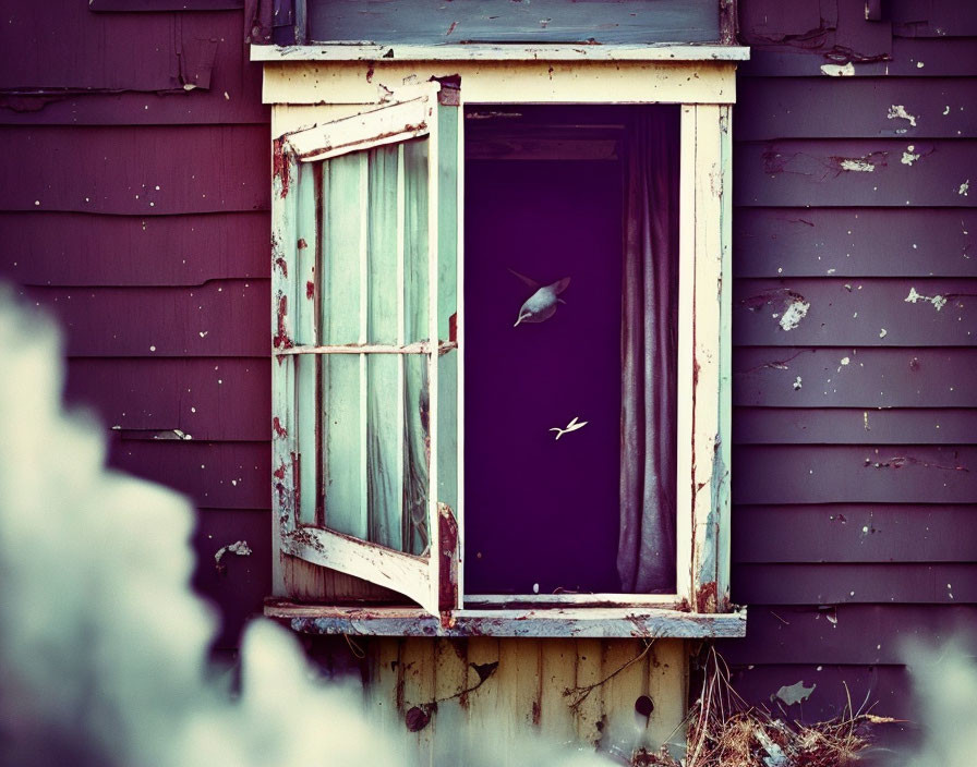 Weathered house with white window frame and purple interior, birds in flight.