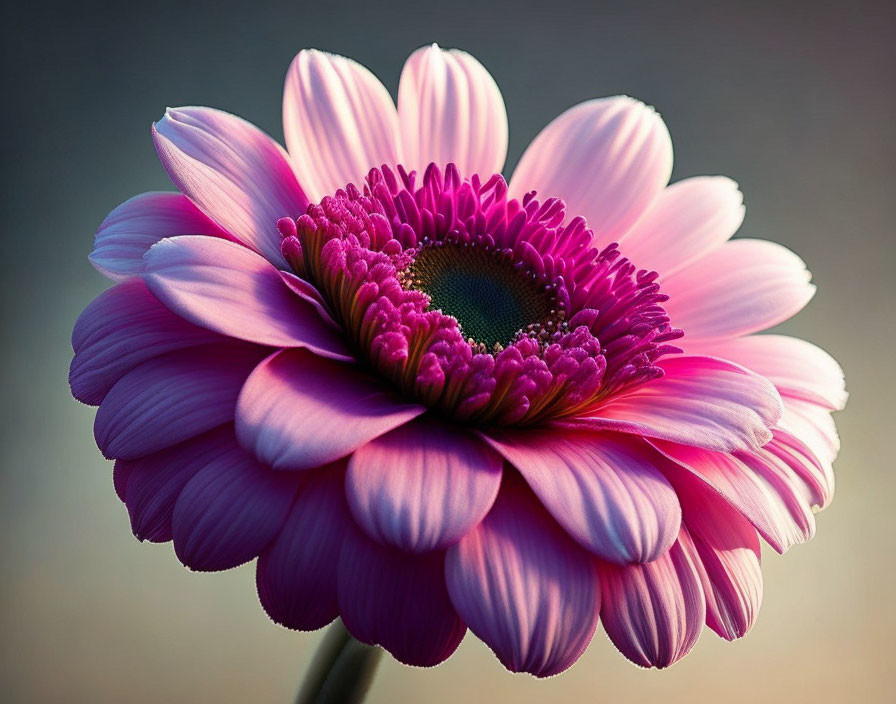 Vibrant pink gerbera flower with dark center in soft lighting