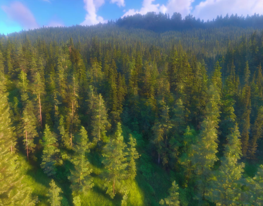 Tranquil forest scene with dense trees, hills, and clear sky