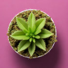 Green Cannabis Plant with Broad Leaves and Dried Buds on Purple Background