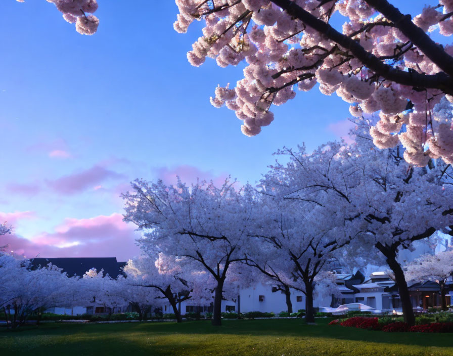 Pink Cherry Blossom Trees in Full Bloom Against Twilight Sky