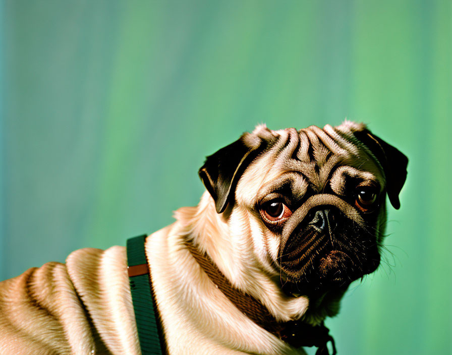 Deep Wrinkled Pug with Solemn Expression on Turquoise Background