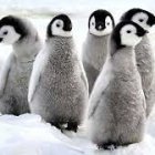 Group of animated penguins huddle in snowy landscape