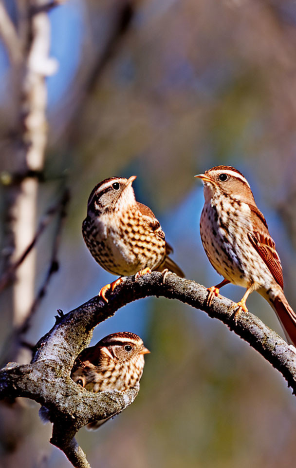 Three Speckled Birds Perched on Mossy Branch in Clear Blue Sky