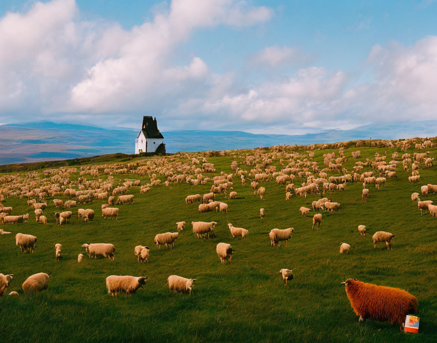 Sheep grazing on green meadow with white house under blue sky