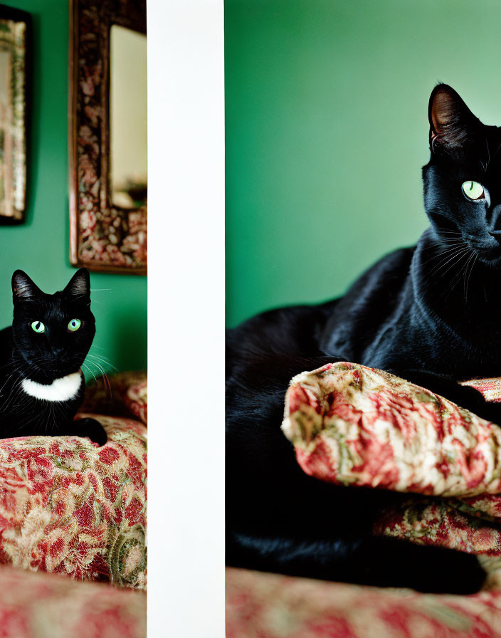 Black Cat with Green Eyes on Red and Green Chair in Green Room