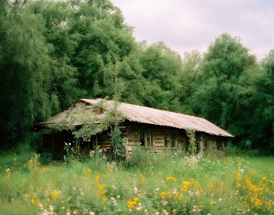 Rustic wooden cabin in lush greenery under cloudy sky