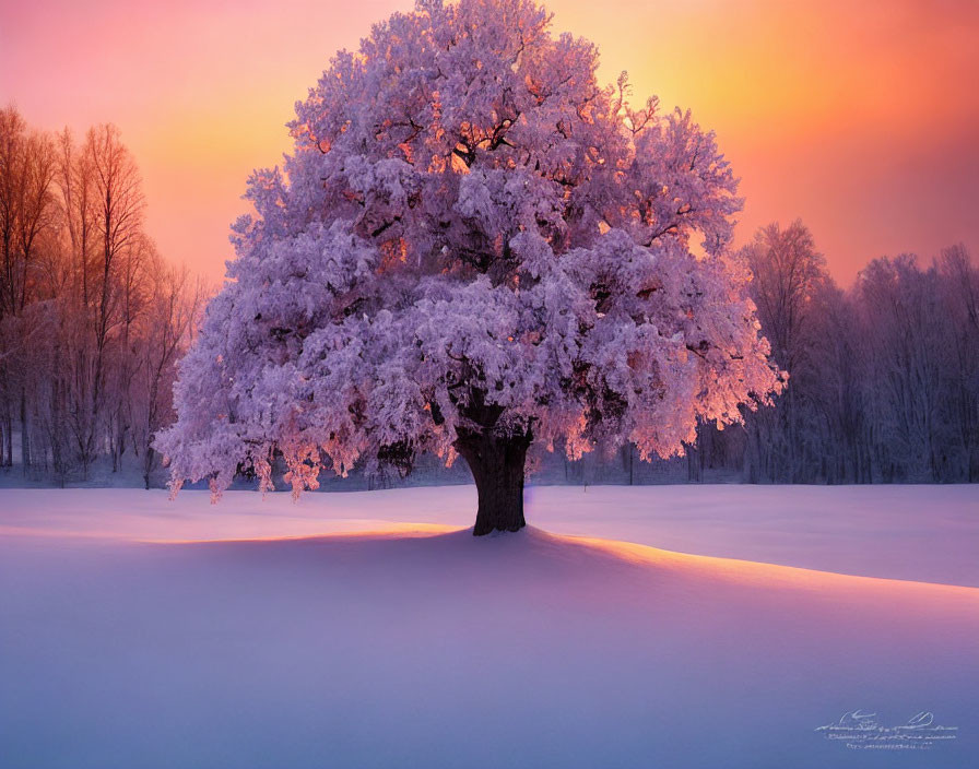 Snow-covered field with lone frost-covered tree at sunrise or sunset