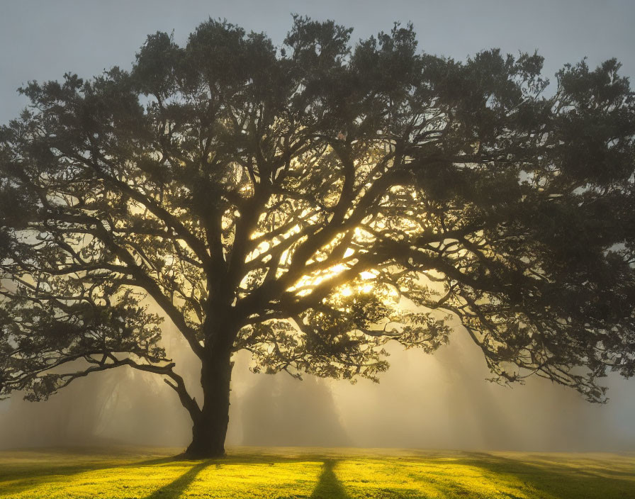 Majestic tree with sprawling branches in morning mist