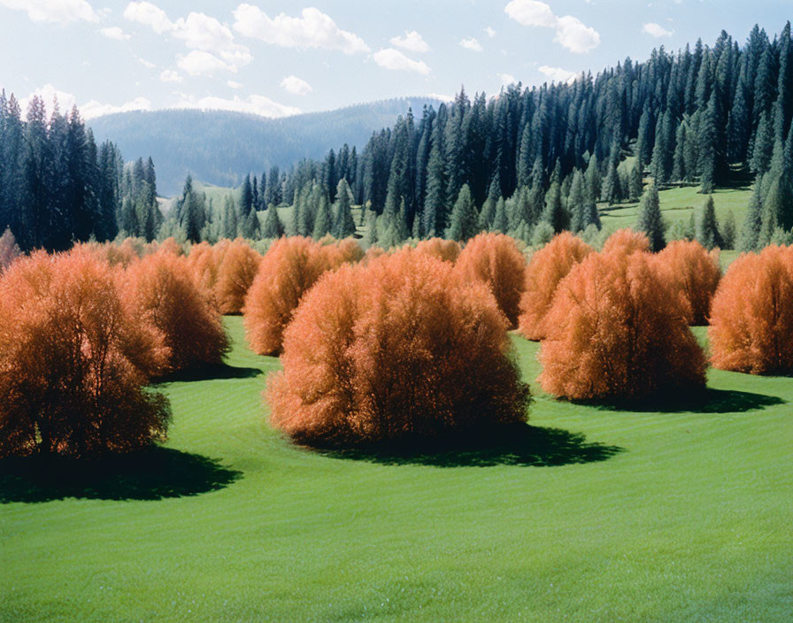 Vibrant orange trees in lush green grassland with coniferous forest landscape