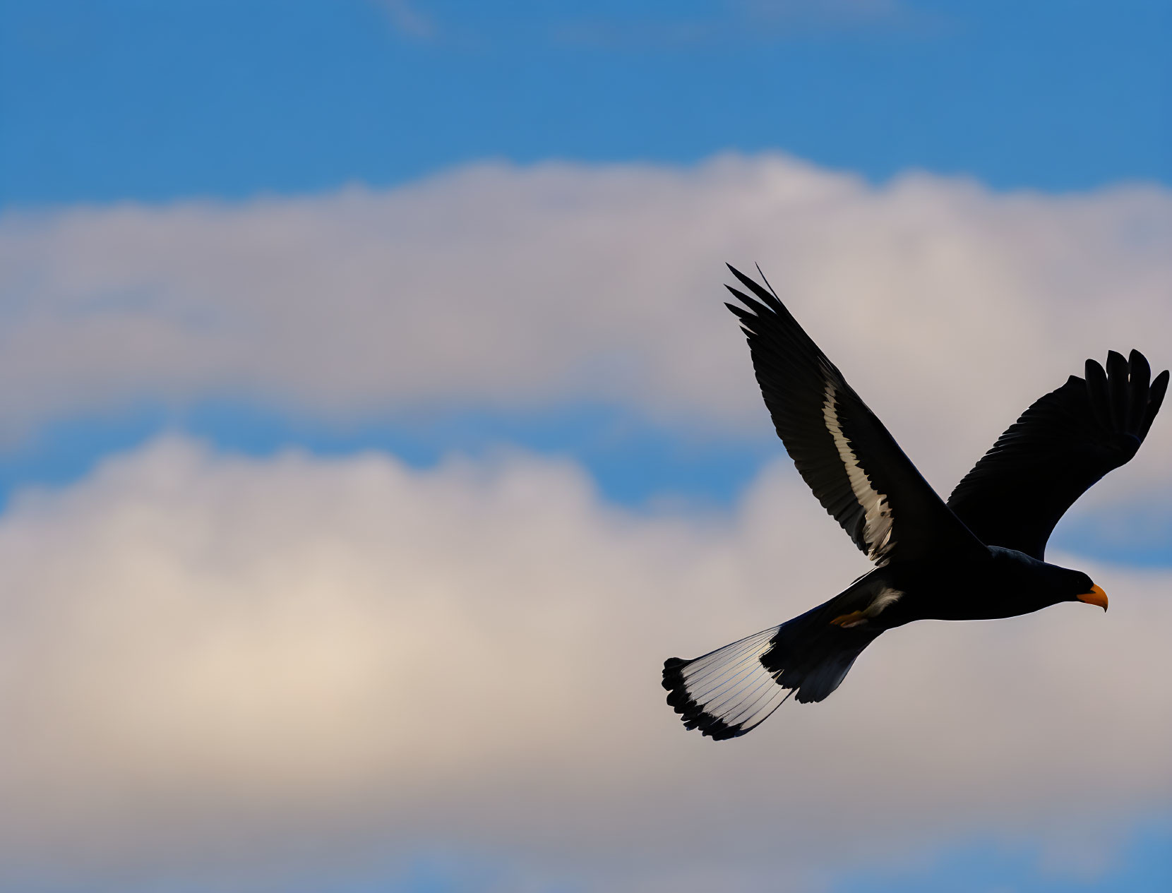 Black Bird with White Wingtips Soaring in Blue Sky