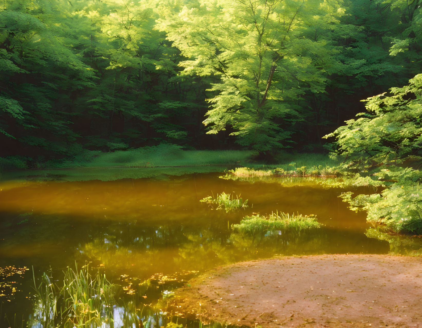 Tranquil forest pond with lush green trees and sunlight reflections