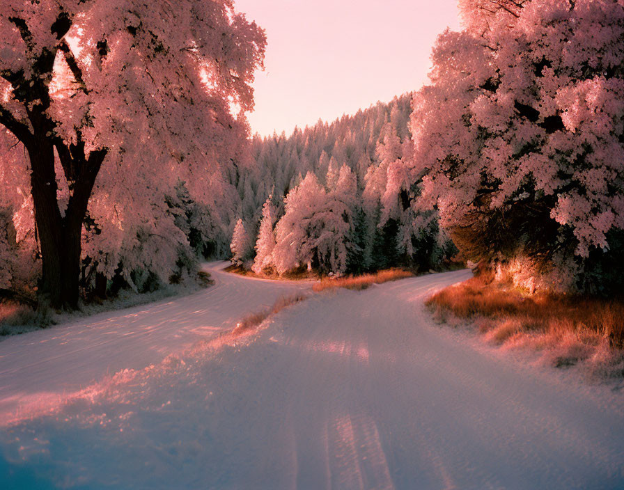 Snowy forest with pink glow, frost-covered trees, and winding path at sunrise or sunset