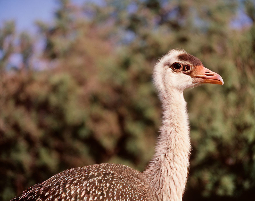 Detailed Close-Up of Ostrich Head with Large Eye and Beak Against Green Tree Background