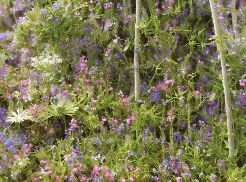 Close-Up Shot of Purple, Pink, and White Wildflowers in Green Foliage