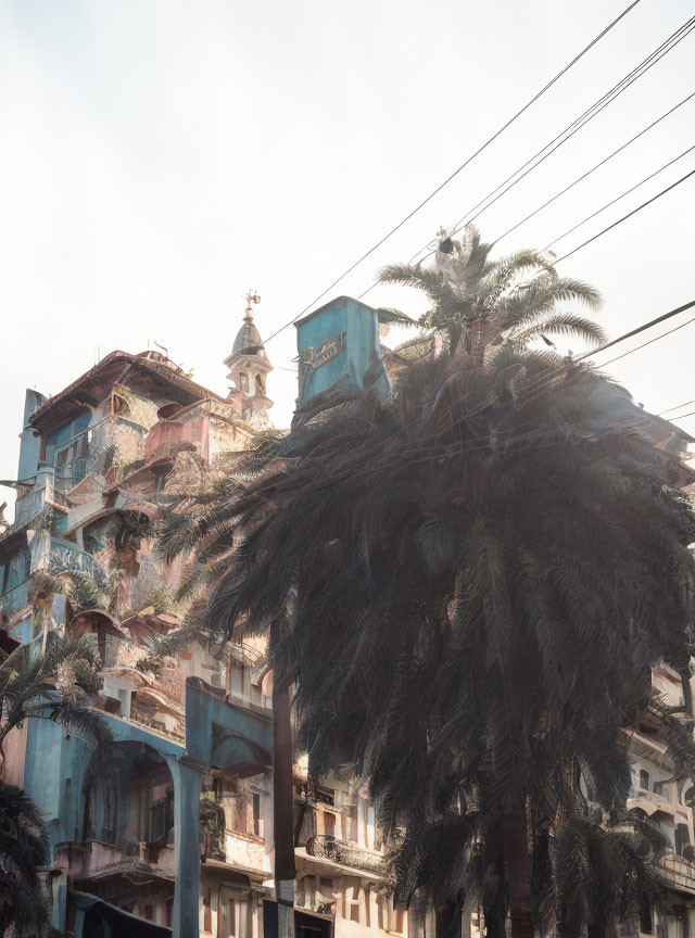 Palm tree and urban decay contrast in cityscape.