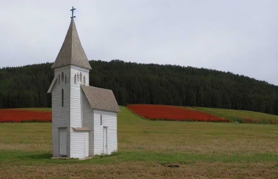 Rural white church with steeple in field of red flowers