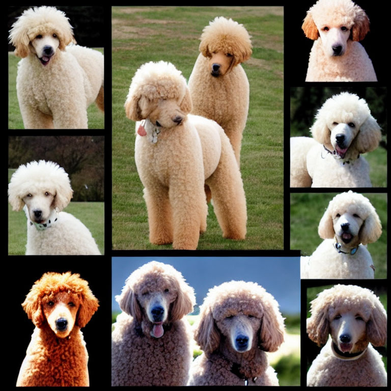 Collage of Nine Poodles in Various Poses with Fluffy Coats