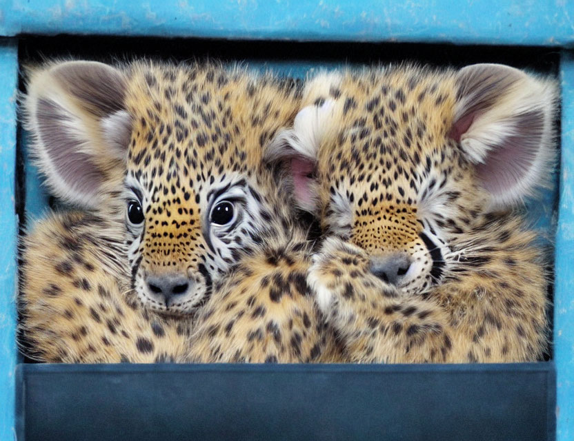 Spotted leopard cubs in blue-framed opening