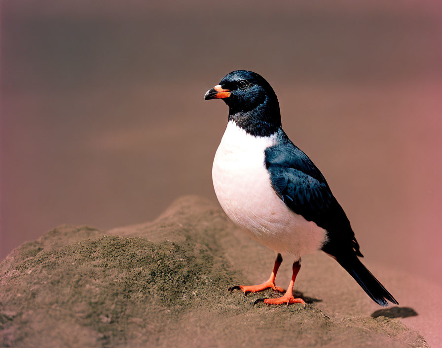 Black and white bird with orange feet and beak on rock in blurred background