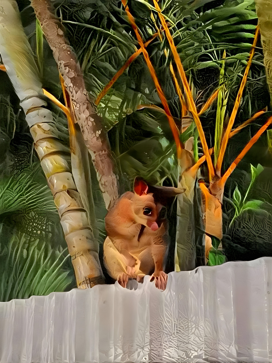 Possum on the fence