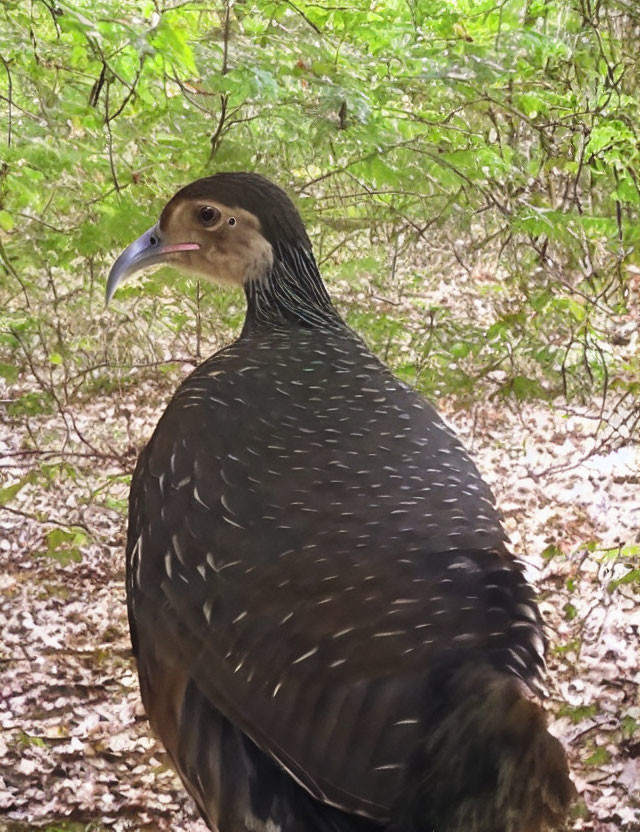 Speckled brown bird with blue curved beak in green foliage