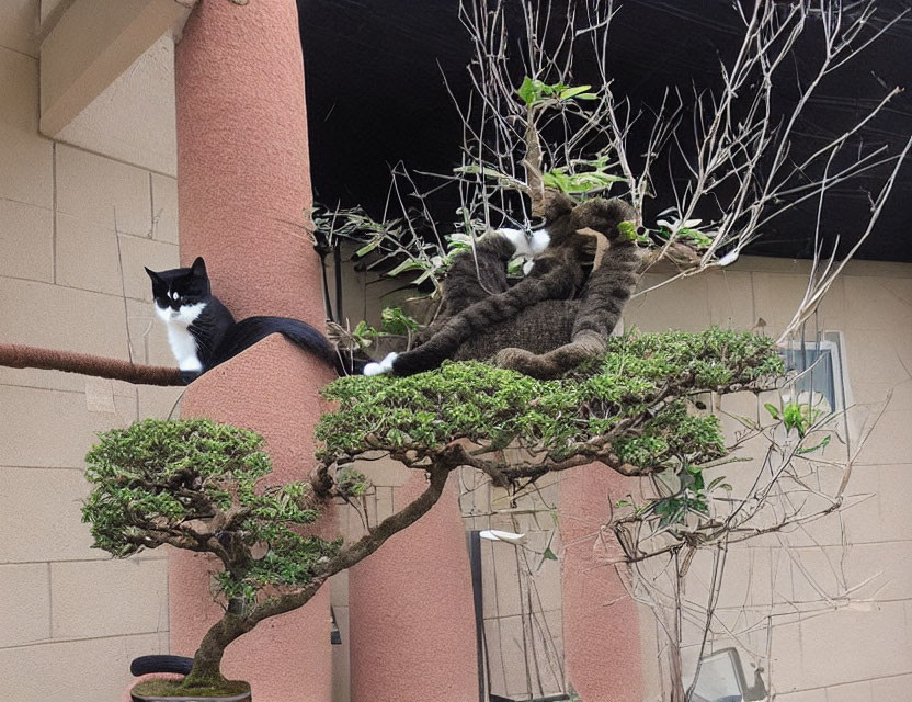 Two Cats Sitting on Small Tree with Building Background