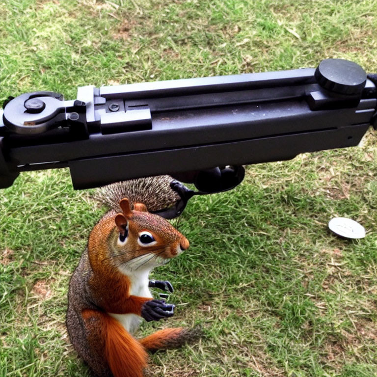 Curious squirrel on hind legs in grassy setting