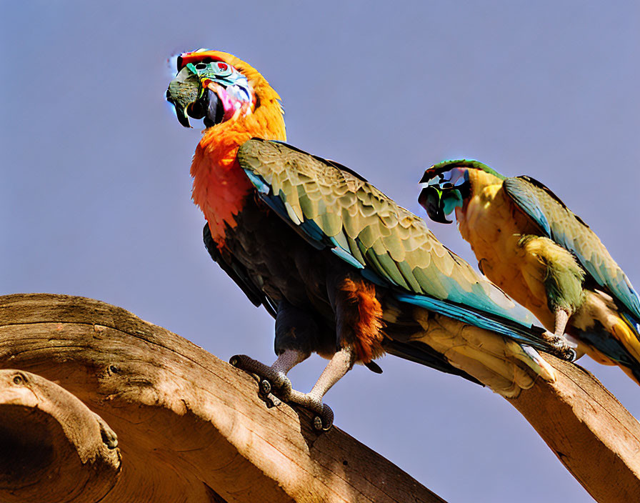 Colorful Macaws Perched on Tree Branch Against Blue Sky