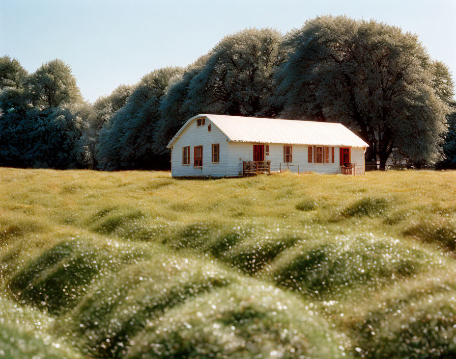 White House with Red Shutters Amid Trees and Field under Blue Sky