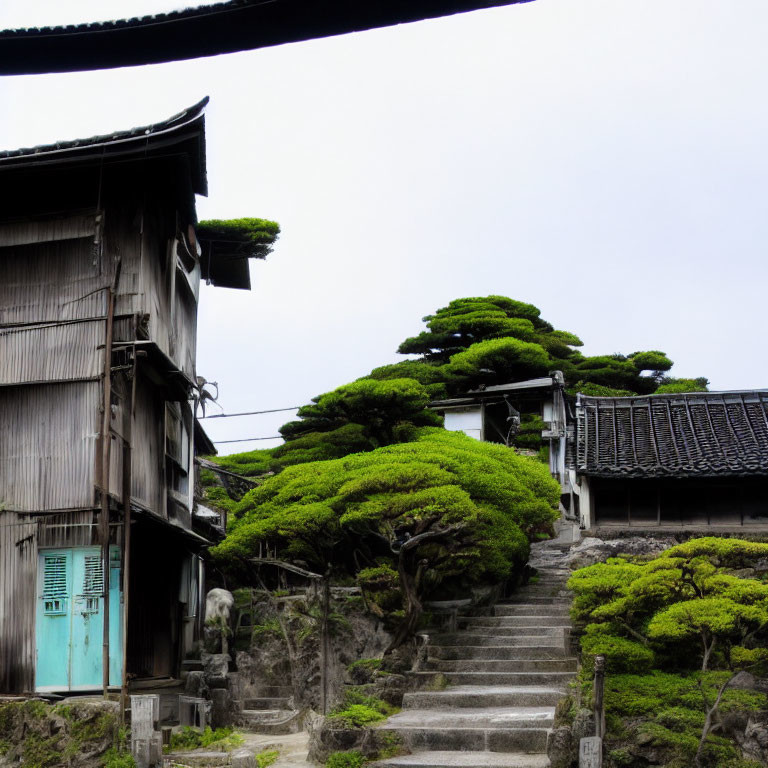 Traditional Japanese Architecture and Pruned Green Trees in Tranquil Setting